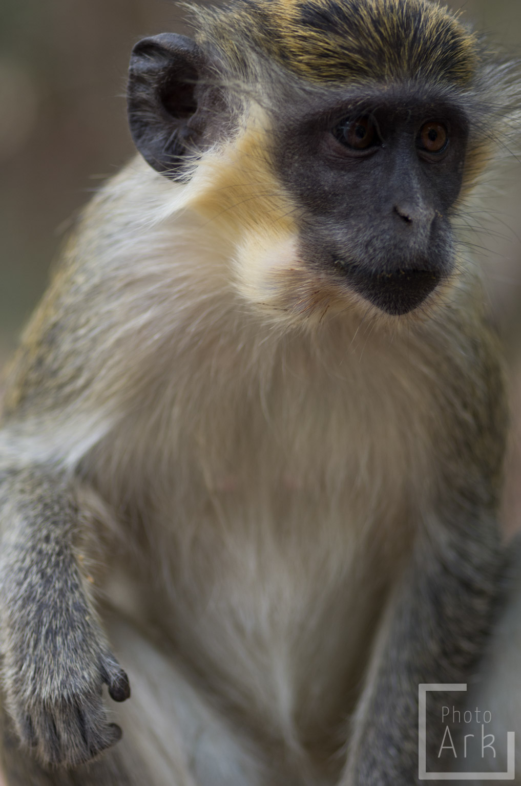 The Gambia Green Vervet