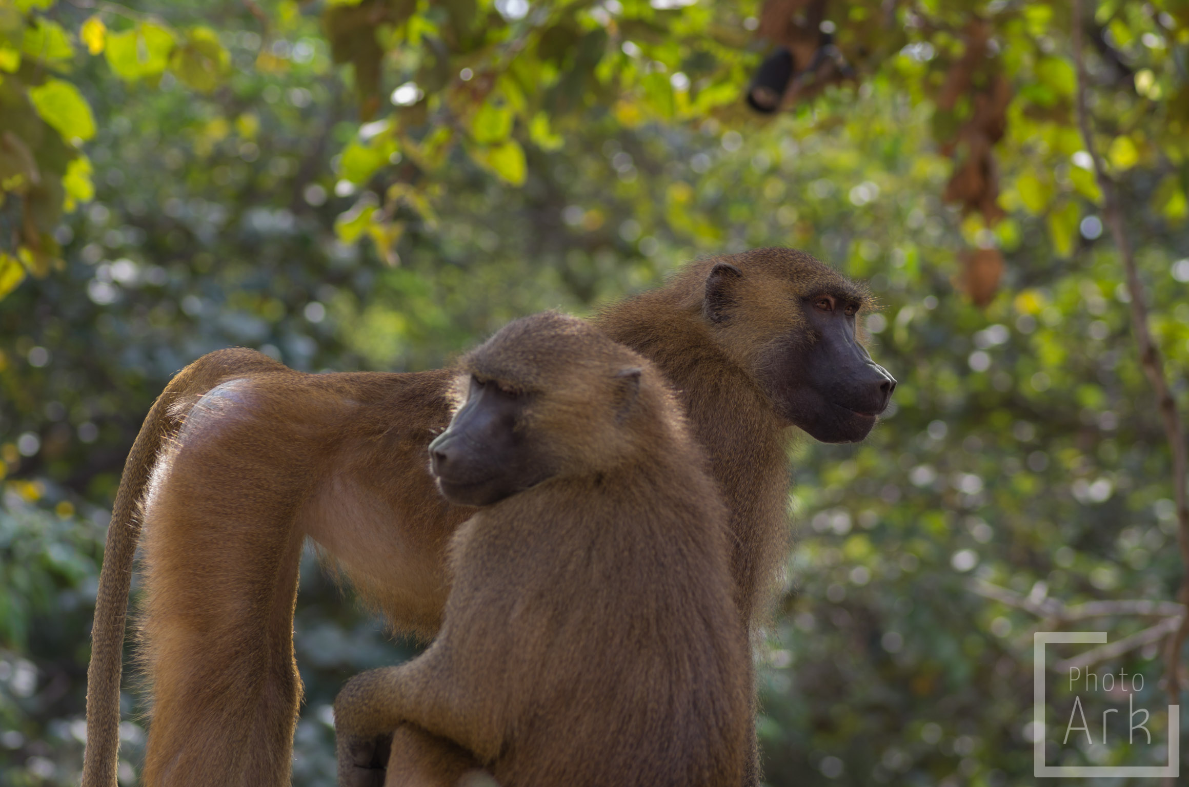 The Gambia Baboon