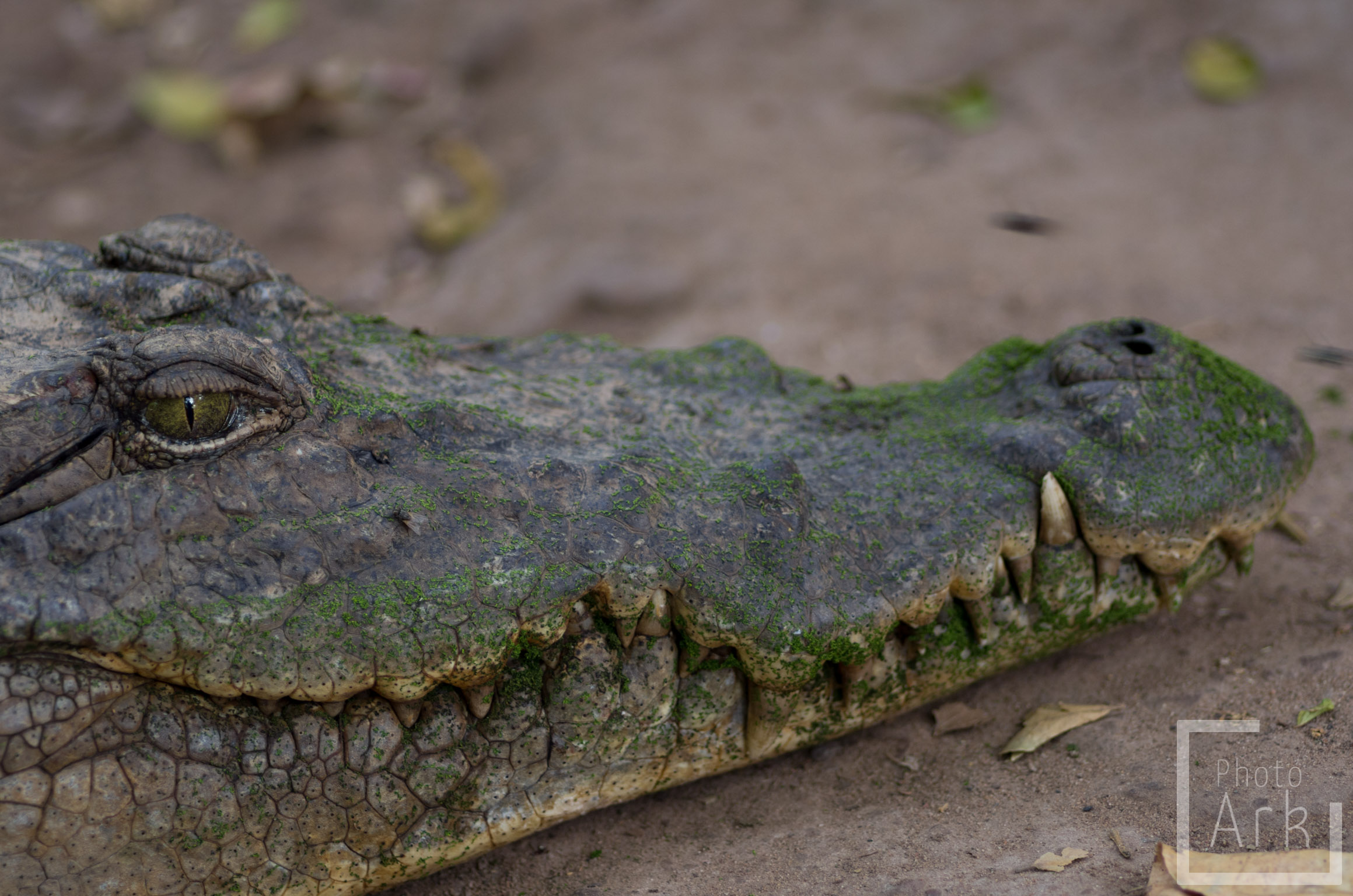 The Gambia Kachikally Crocodile Pool