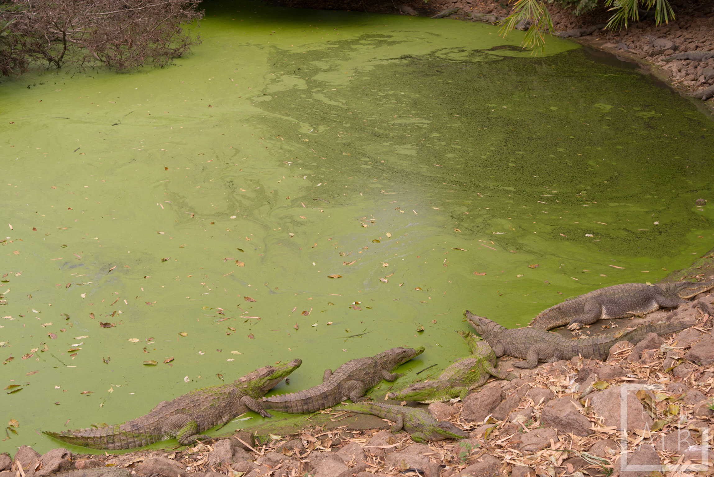 The Gambia Kachikally Crocodile Pool