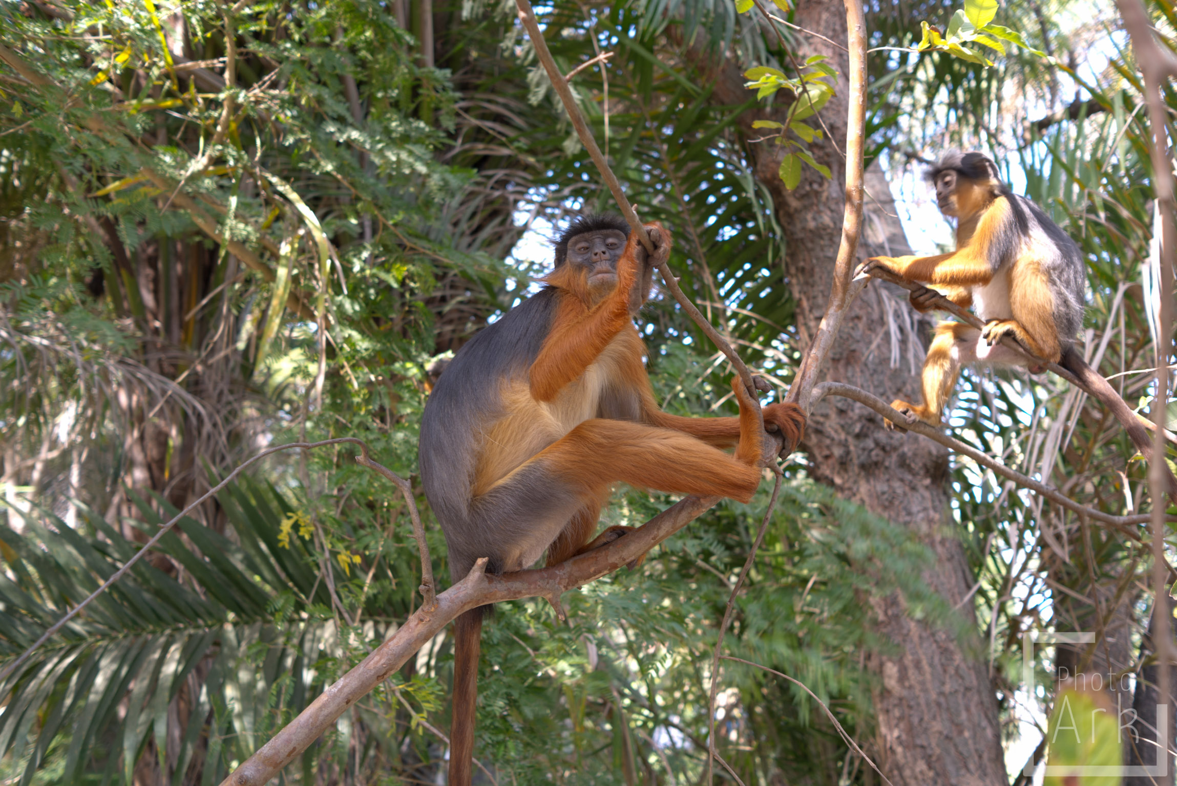 The Gambia Red Colobus