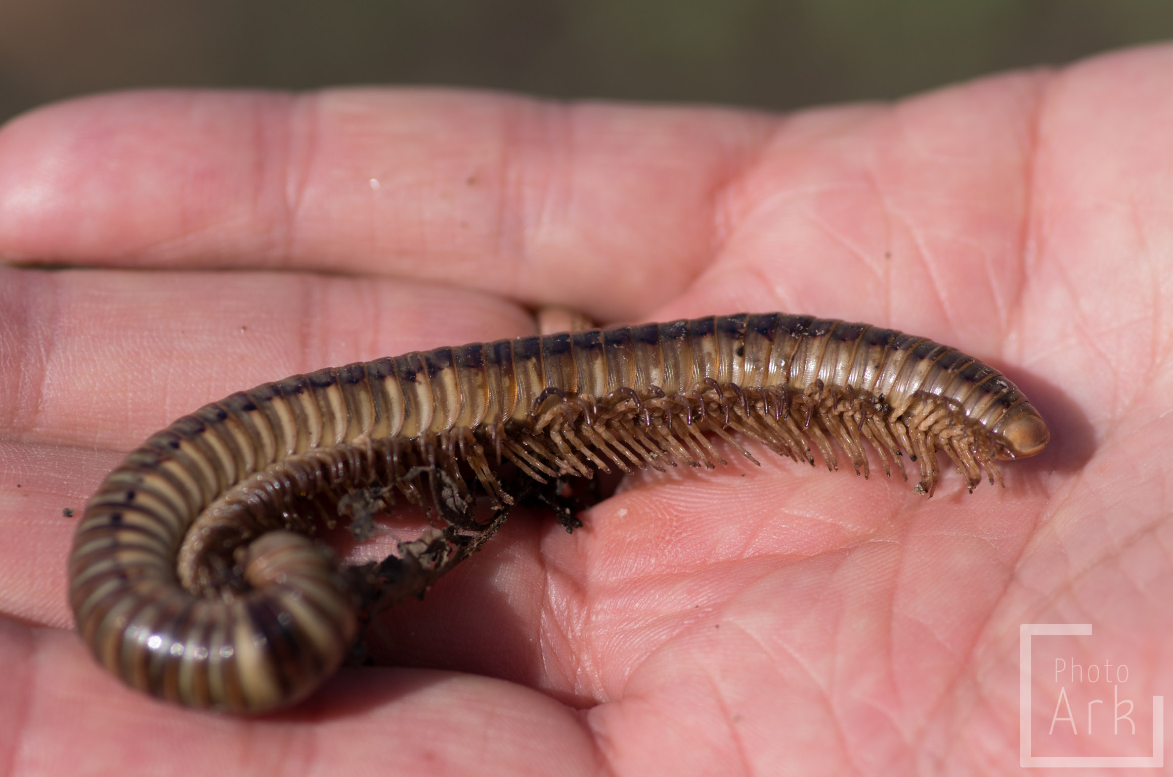The Gambia Abuko Nature Reserve