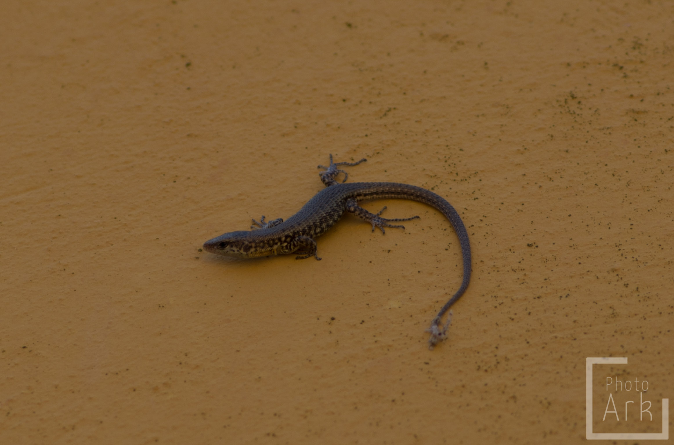 Ionian Island Walking Lizard