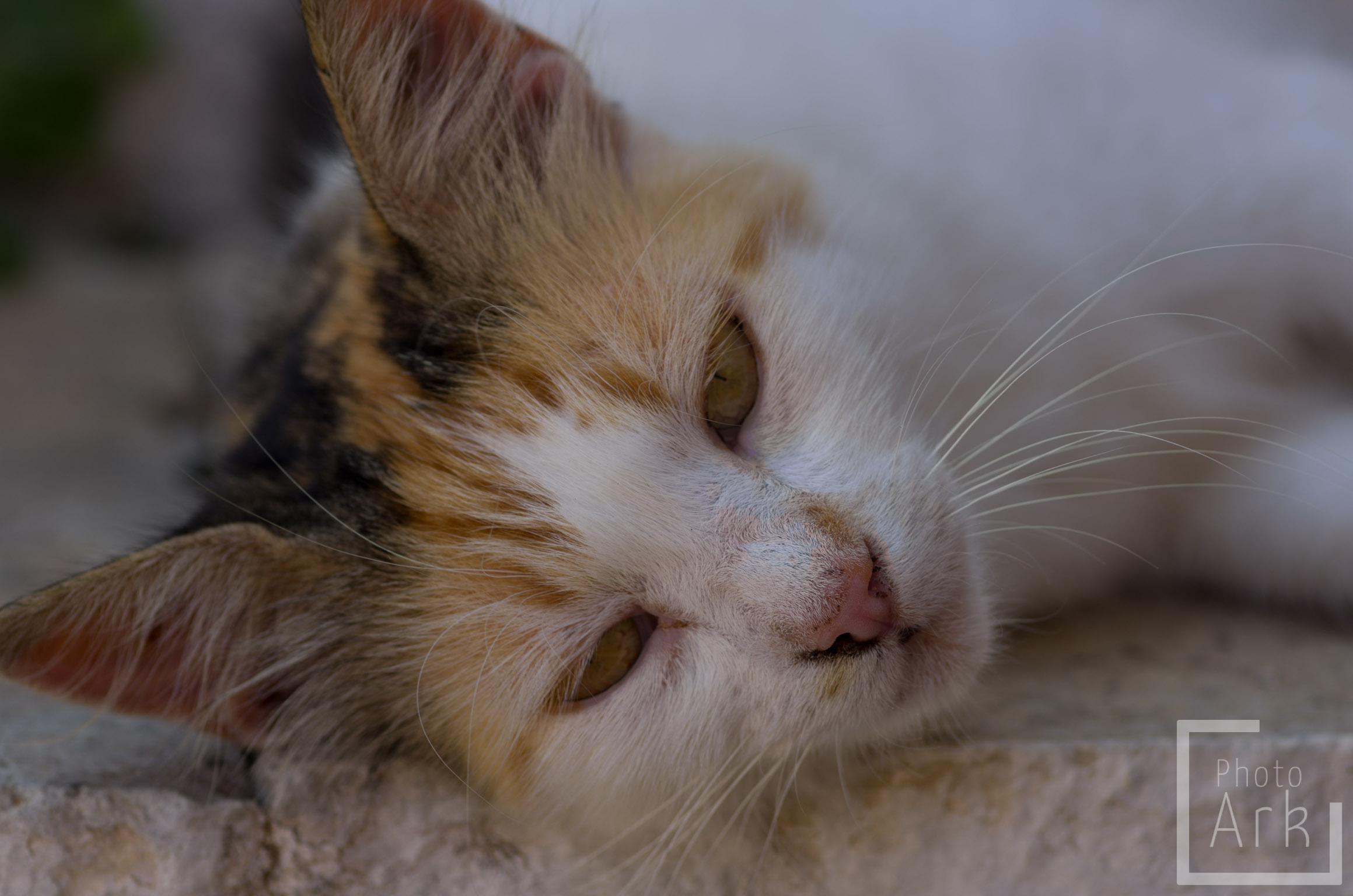 Ionian Island Walking Tav Cat