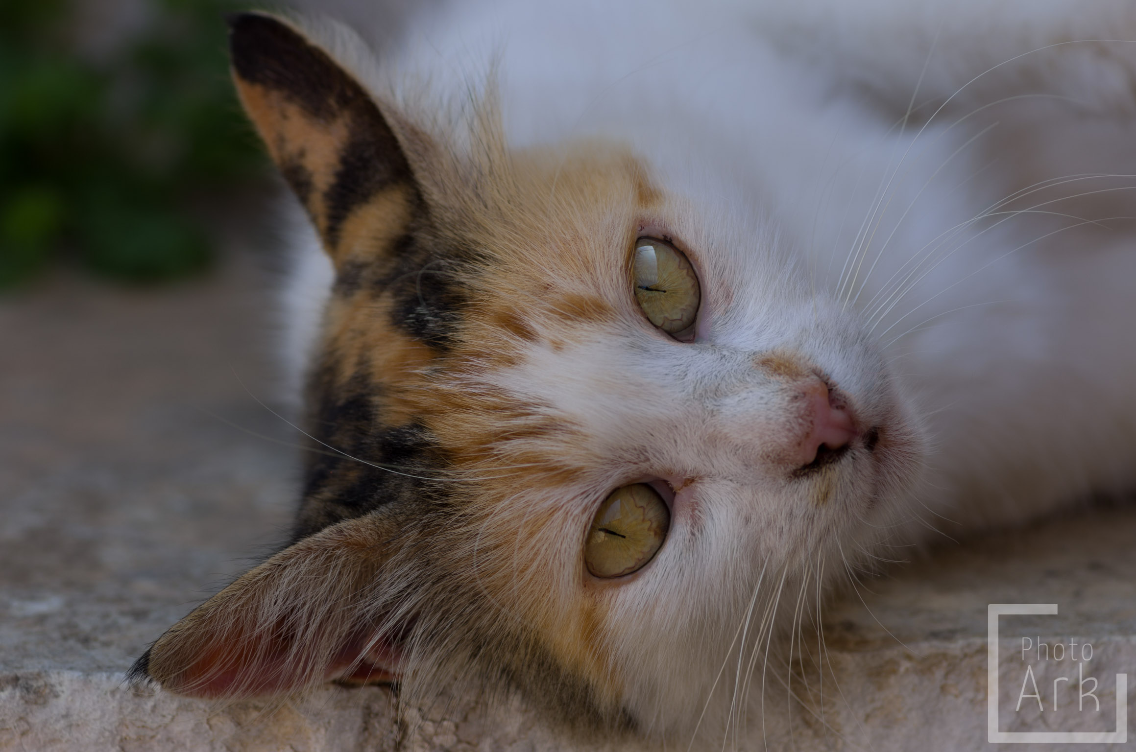Ionian Island Walking Tav Cat