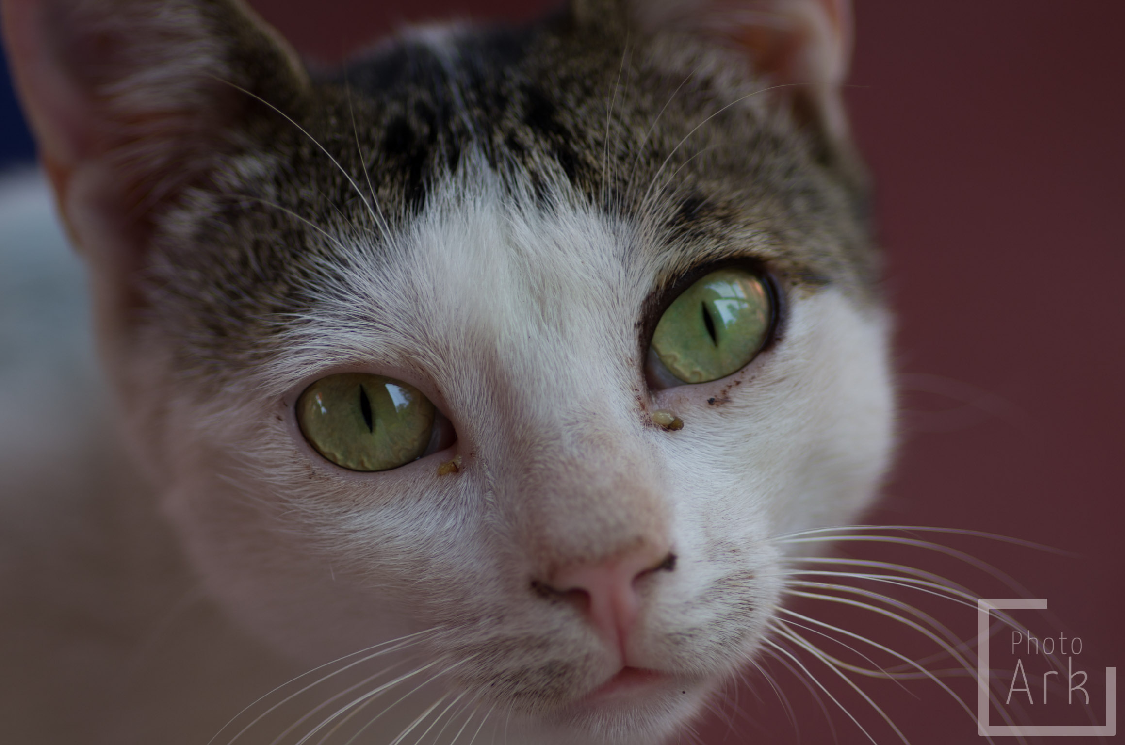 Ionian Island Walking Tav Cat