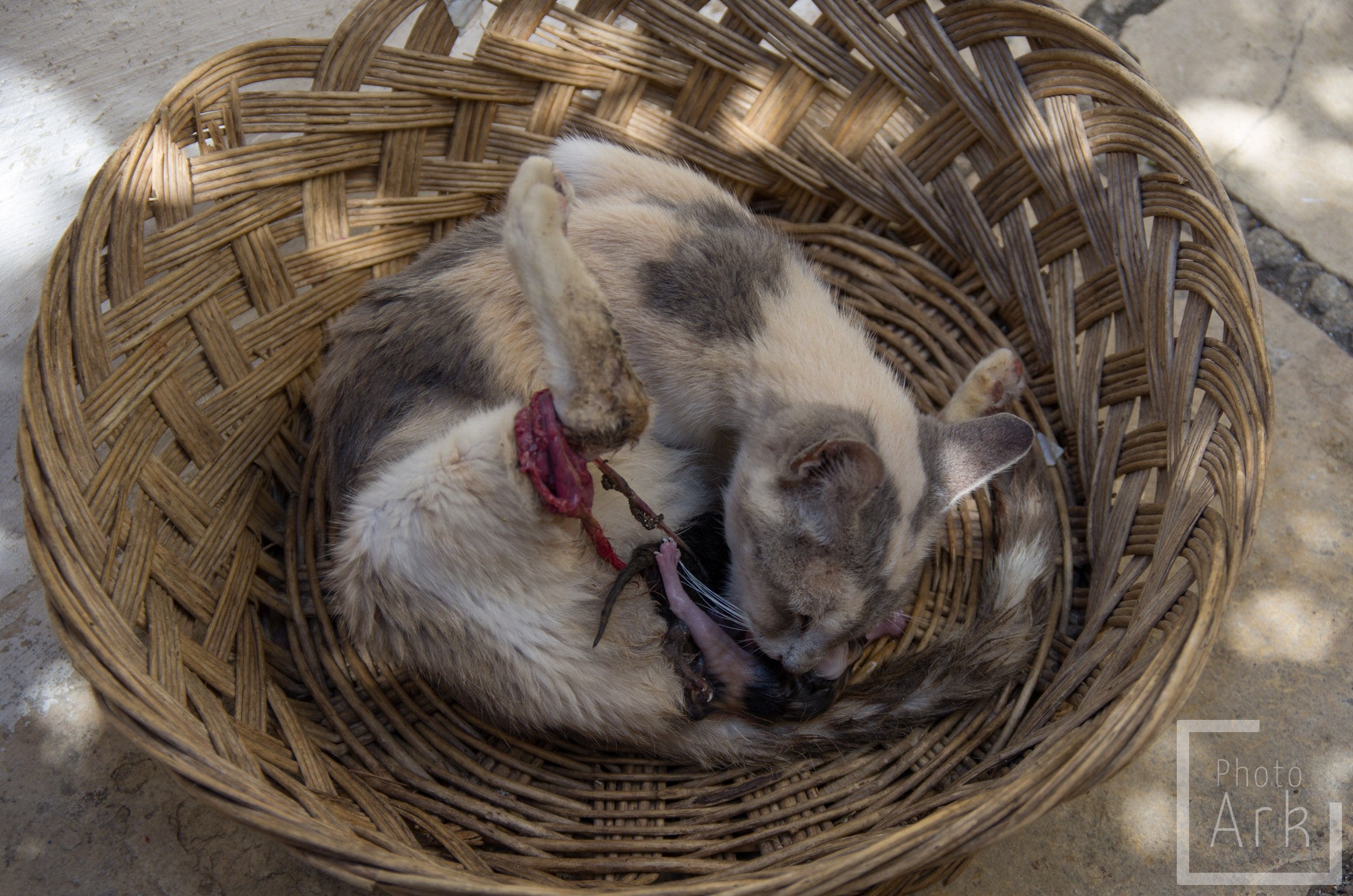 Ionian Island Walking Kittens