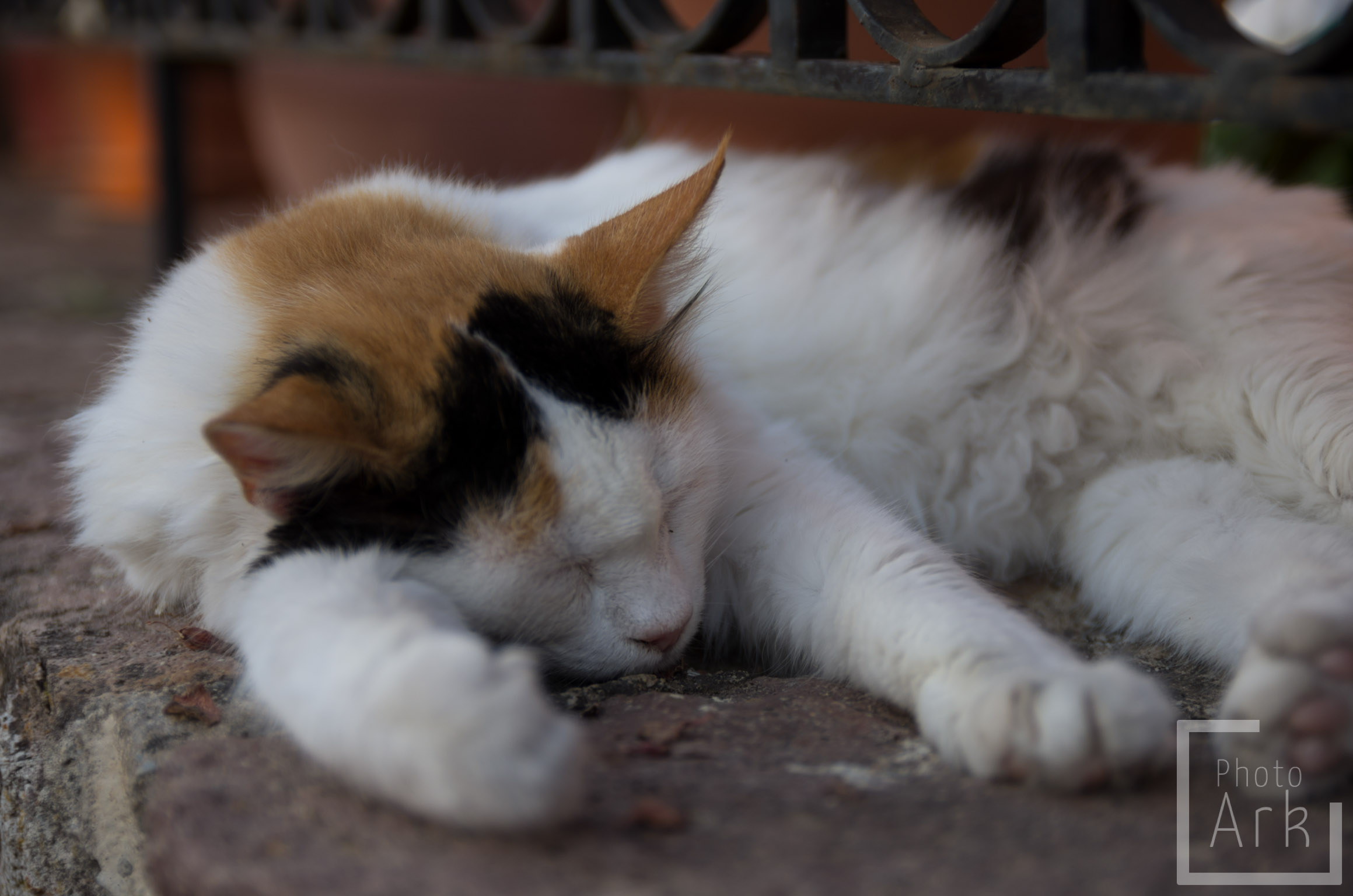 Lesvos Island Tour Tav Cat