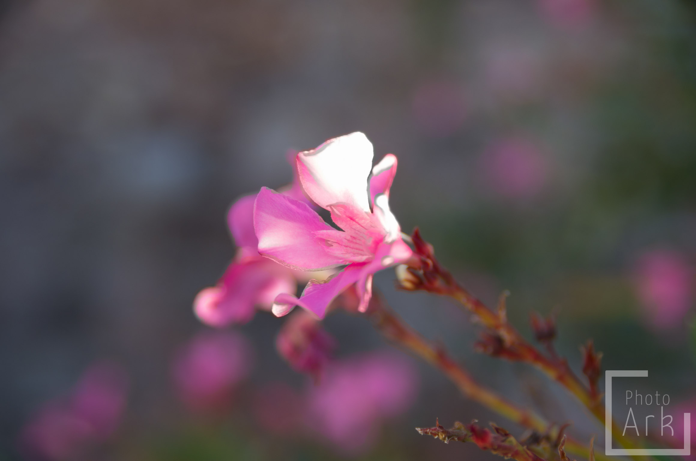 Lesvos Island Tour Flower