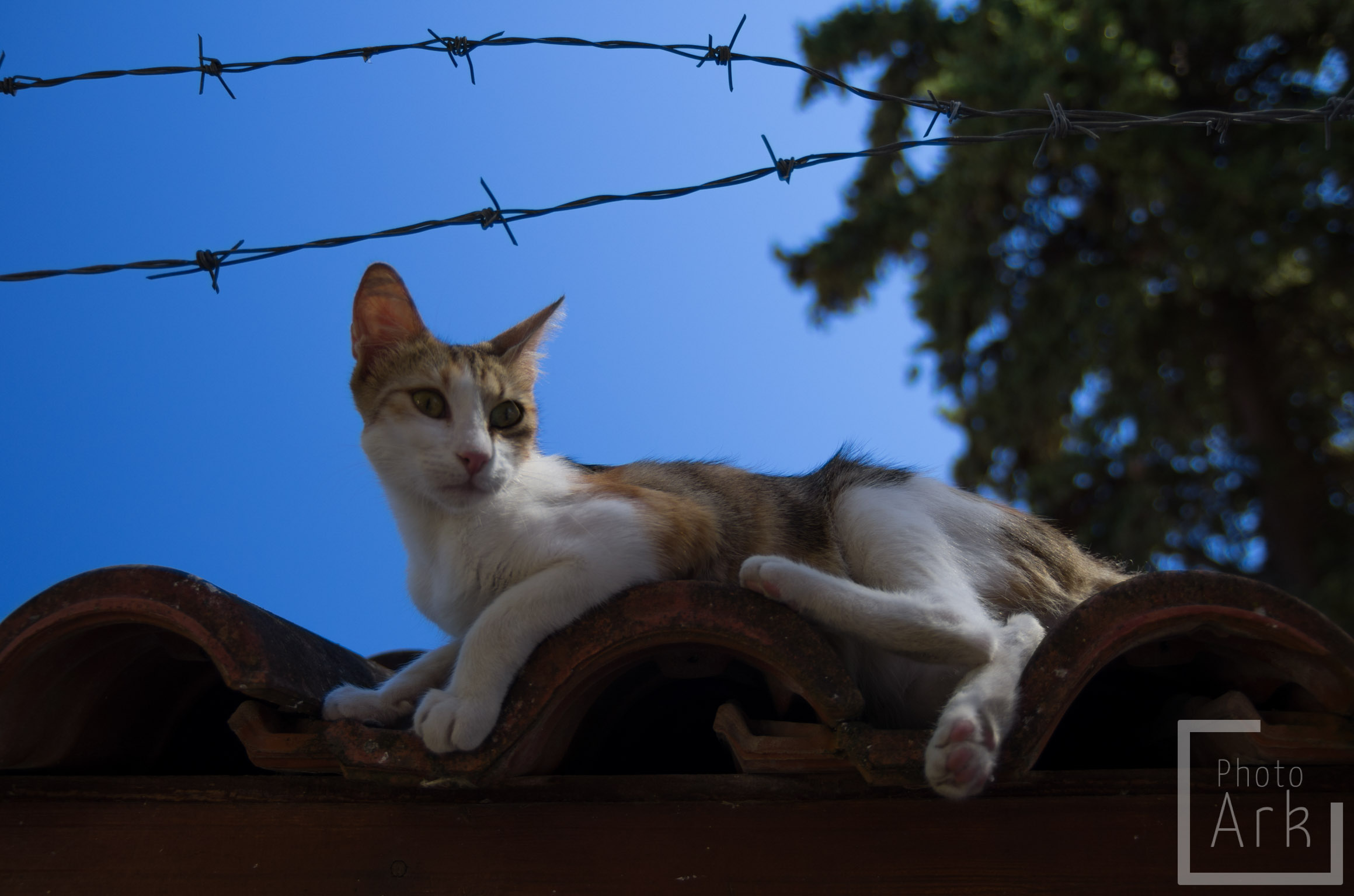 Lesvos Island Tour Tav Cat