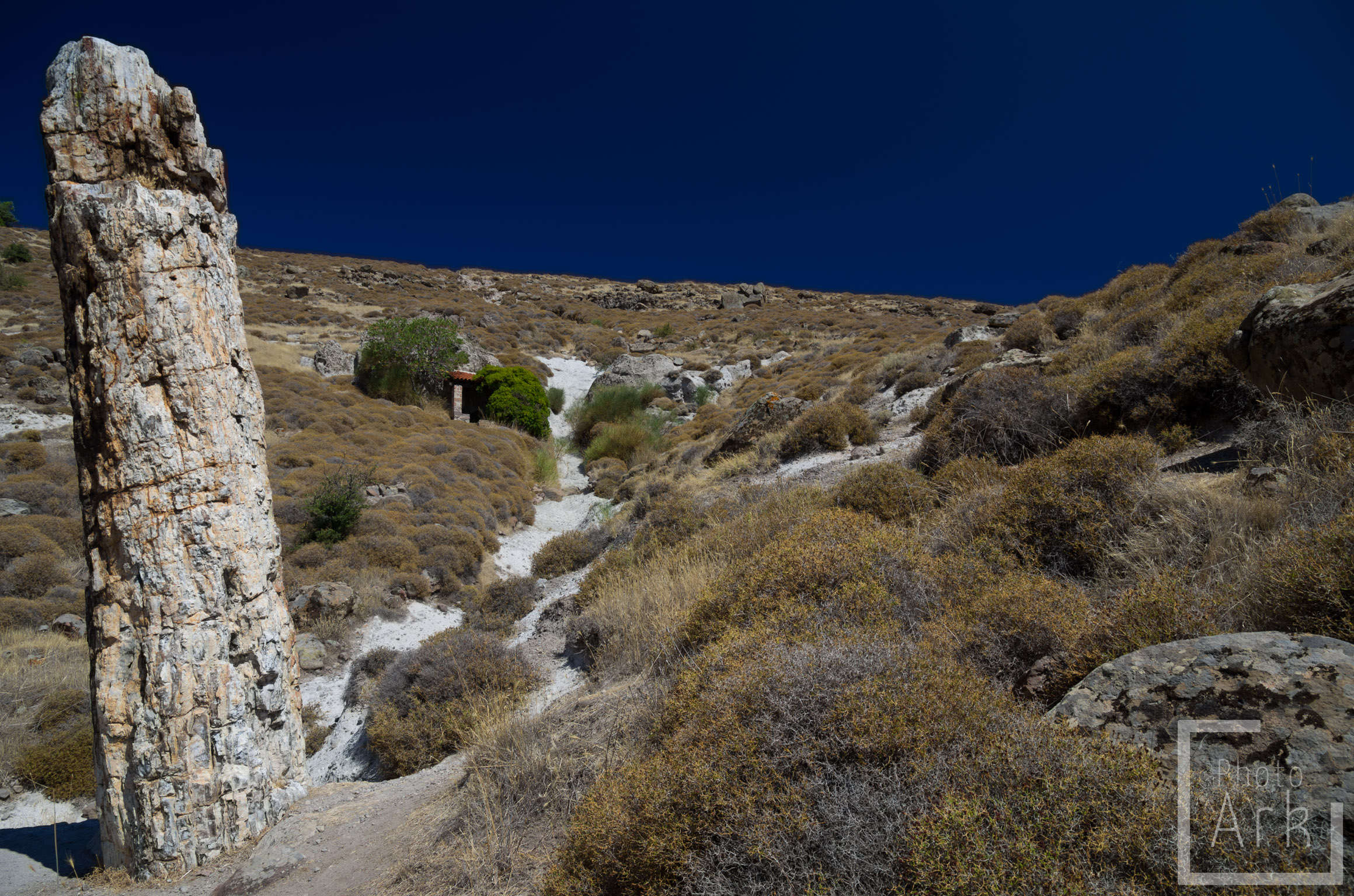 Lesvos Island Tour Petrified Tree