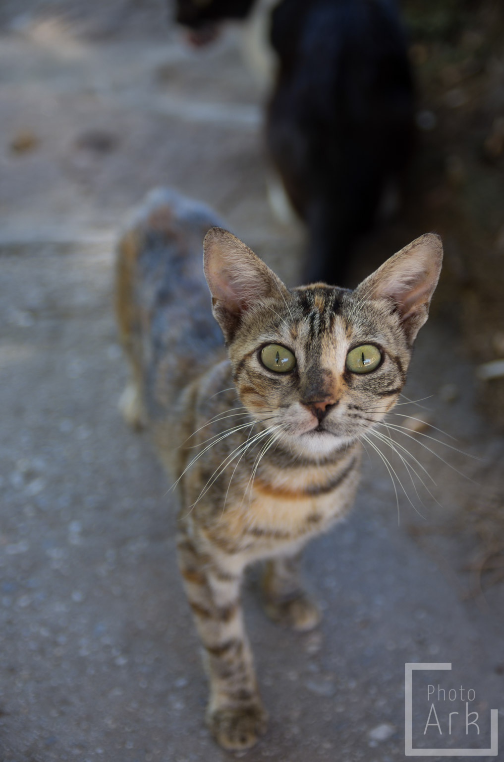 Lesvos Island Tour Tav Cat