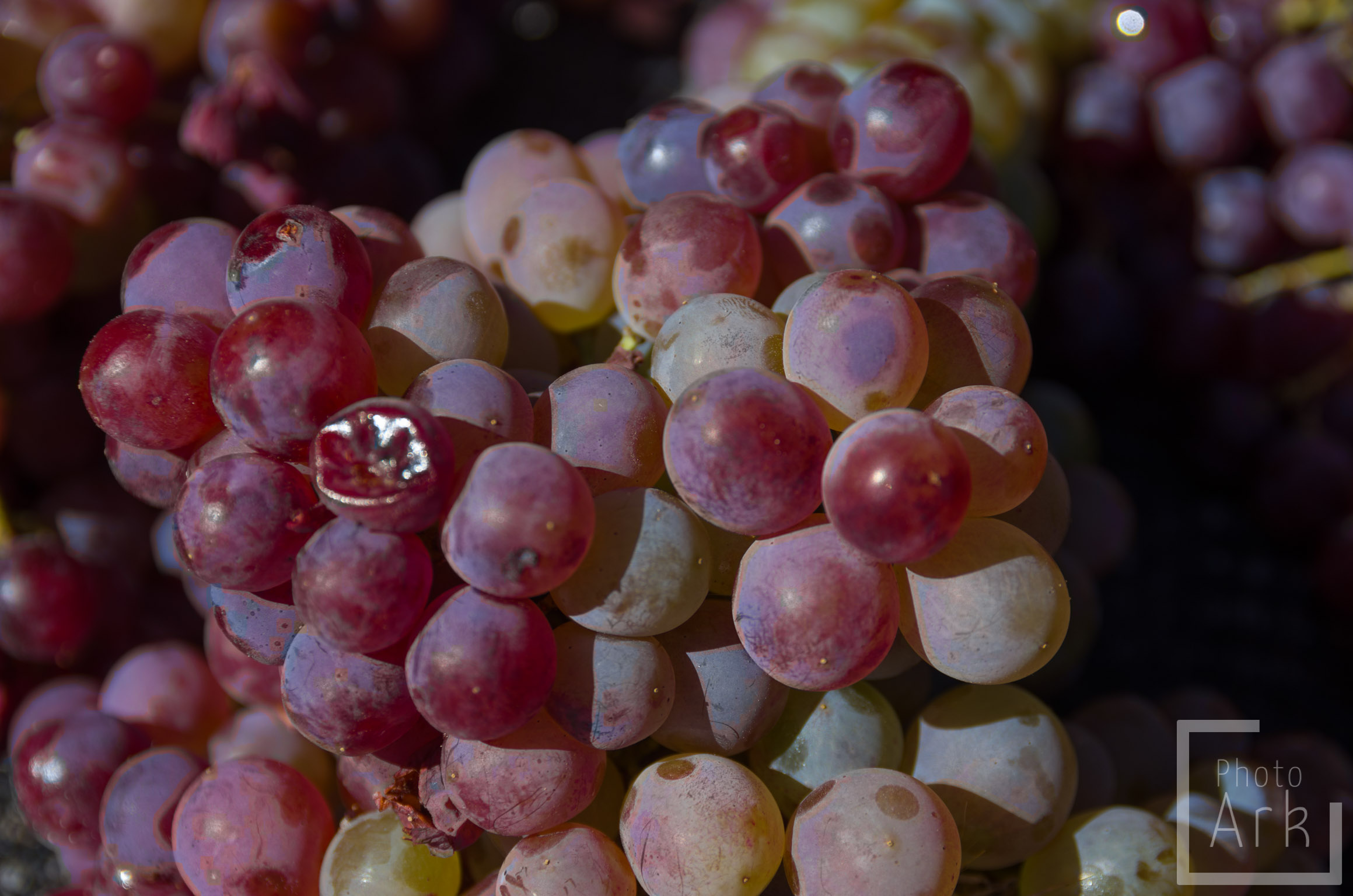 Lesvos Island Tour Grapes