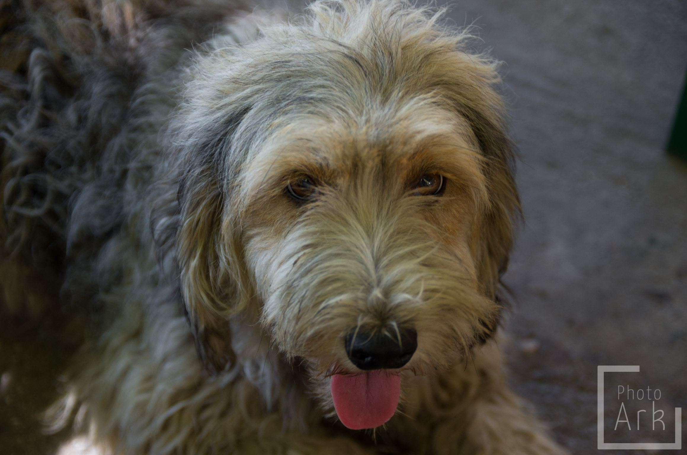 Lesvos Island Tour Local Dog