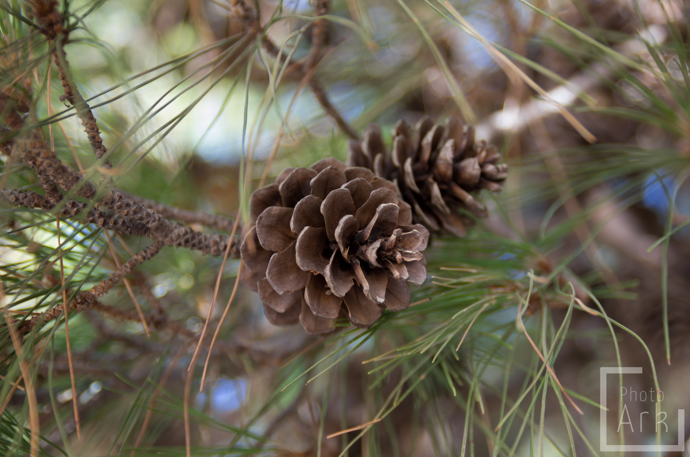 Lesvos Island Tour Pine Cones